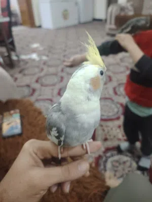 طيور كوكتيل