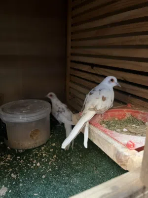 حمام ماسي الملكي  اقراء الوصف