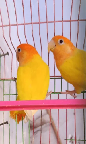 Birds2