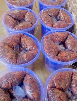 بيع تمور  عمانية