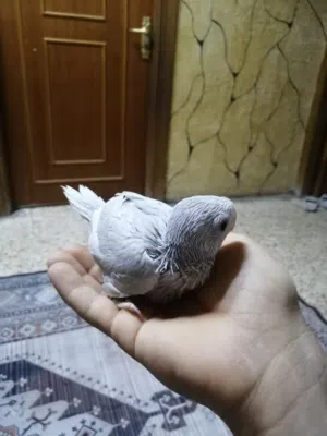 متوفر افراخ ببغاء دره تبزيري التفاصيل بالوصف