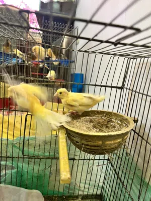 عصافير كناري