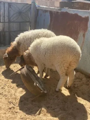 ساعي نضيف