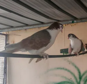 زوج حمام شيرازي الأصلي واللون المميز،،،للبيع او للبدل