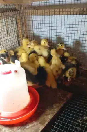 صيصان بط محلي