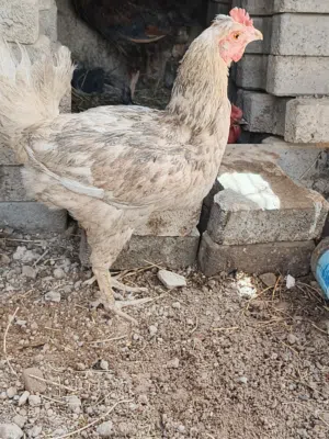 ديج يكفش ويعوعي ودجاجه بياضه لونها اشقر بس بيهه طين اشويه بياضه شرط السعر25بدون اي مجال