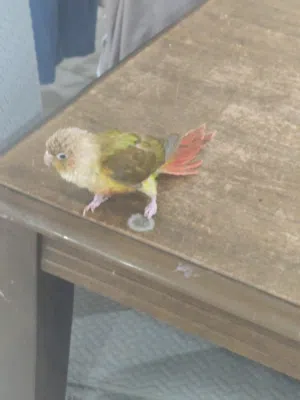 ببغاء كنيور اناناس