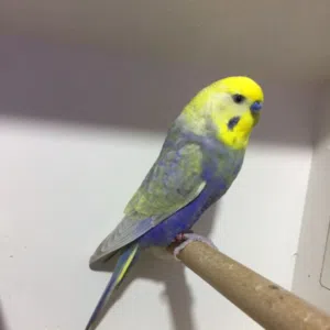صادق البصراوي