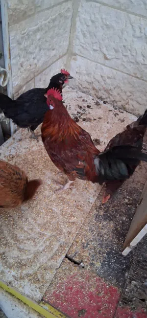 ديك  بلدي عمر 7شهور ونص