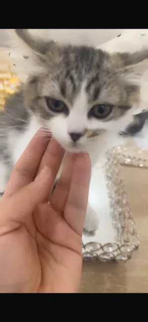 قطة صغيرة عمرها شهرين للتبني