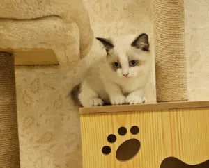 Ragdoll راغدول