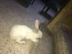 ارانب هاي بلس