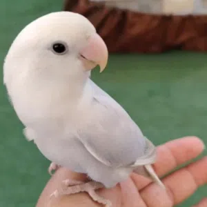 Bella Birdies 