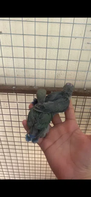روز العمر من ثلاث أسابيع إلى ثلاث أشهر