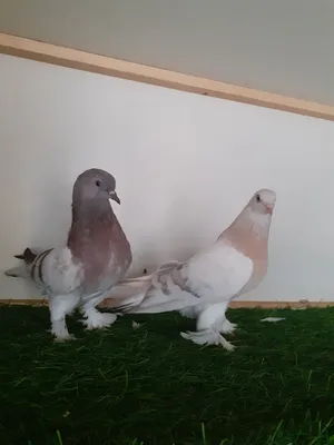 Pigeons1