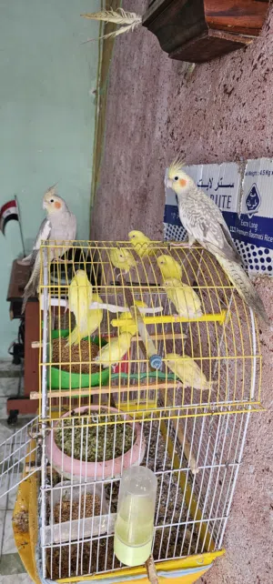 طيور حب العدد13 طير اصلي عيون حمر هنه وقفصهن رايدهن ب50وبيهن مجال للشاراي