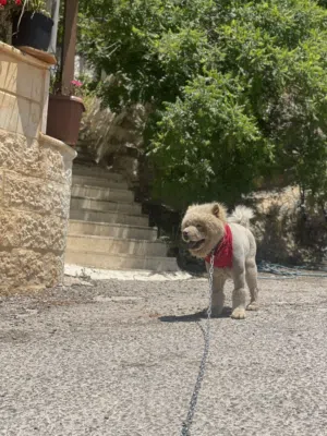 تشاو تشاو بيور للبيع