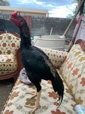 للبيع ديك باكستاني مايكشي من شي