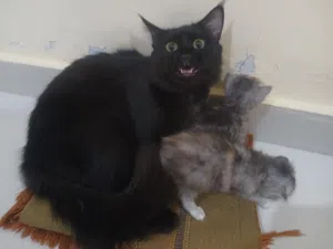 persian kittens with mother