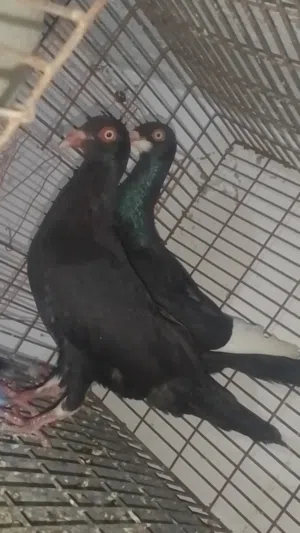 جوز الفحل ملحى والطيره مسوده سلافر