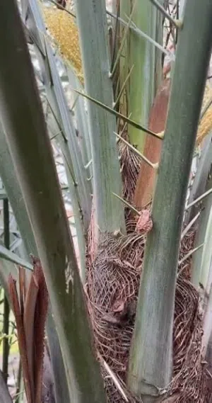 للبيع فسائل رطب خلاص