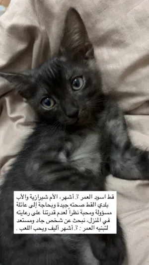 قطه للتبني ام شيرازيه اب بلدي 3 اشهر