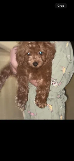 Toy maltipoo dog