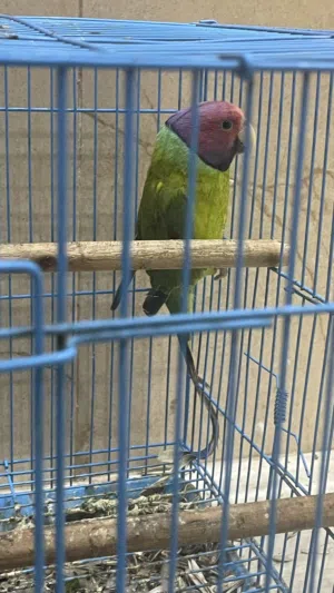 برقوق ( بالم هيد ) ذكر للبيع