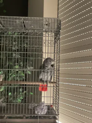 African grey Congo  2 years old male says his name coco