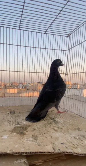 حمام قلابي