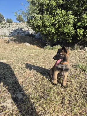 German Shepherd3
