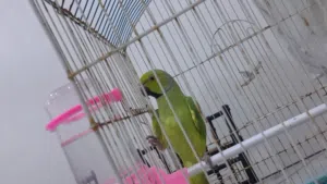 ببغاء وطيور اخرى للبيع