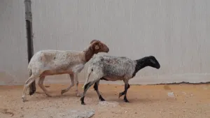 2نعاج وطنيات عشار بادن الله محصنات وسليمات من العيوب والامراض سنهم جمع صغير ضروعهم سليمات