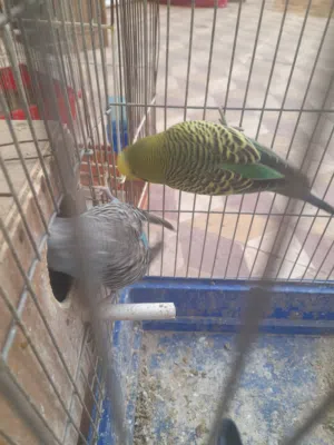 Begelino Cobyat . in good conditions . full health 100%