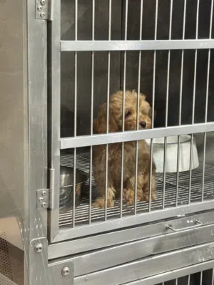 Toy Poodle