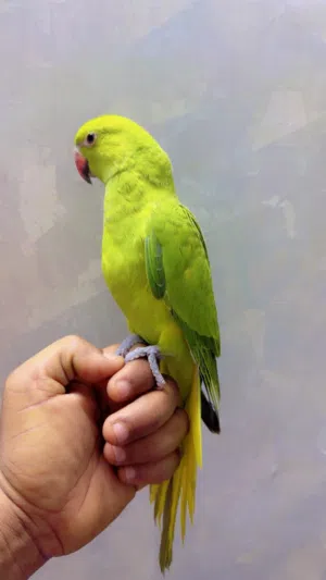 ببغاء الدره أليف صغير فالعمر
