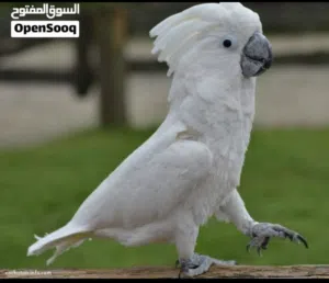 مطلوب طير كوكاتو للتبني