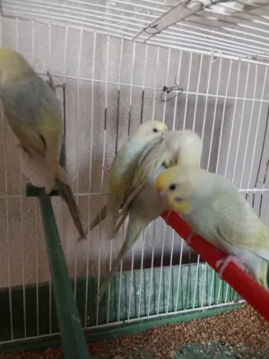 كوبيه رينبو بفروخه