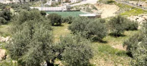 Mixed Use Land for Sale in Jerash Marsa'