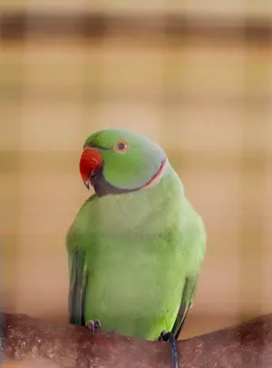 ‏ببغاء‏1