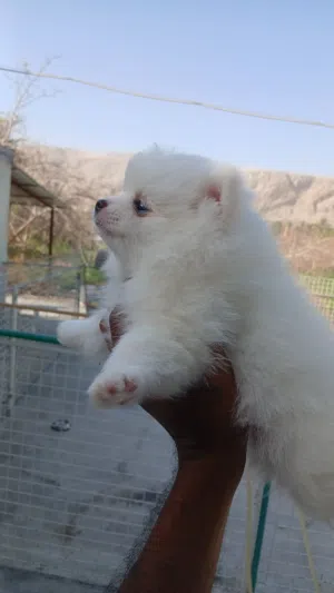 Pomeranian Tea Cup PupZ