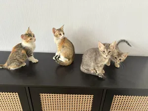 Mix3