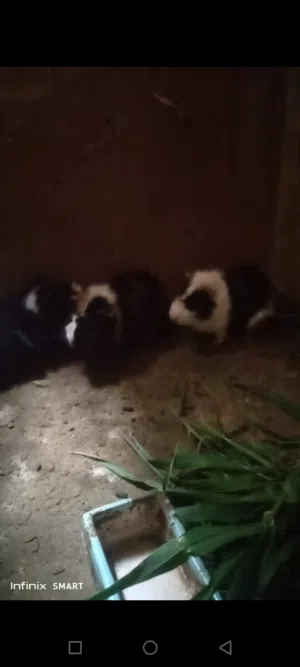 ارانب هندية أو خنازير غينيا