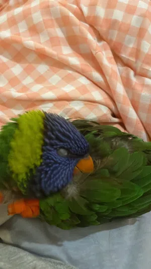 طير لوري ذكر متكلم