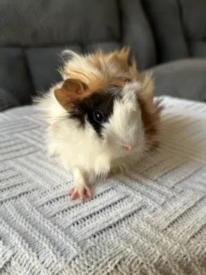 Guinea Pigs (Female and Males, Different Breeds)