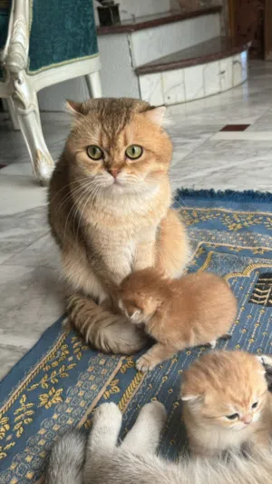 بيع جميع القطط في الصوره