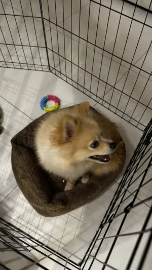 بوميرنيان للبيع