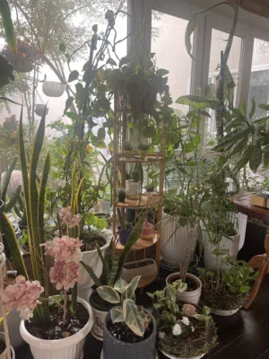 بيع نباتات الزينة الداخلية والخارجية