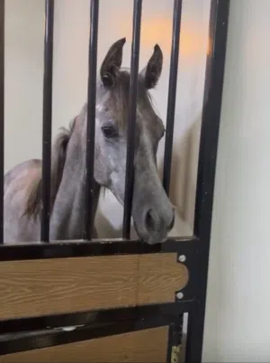 العرض آخر يوم تاريخ 30/6 خيل جواز واهو الامارات للخيول العربيه العمر سنه و شهور