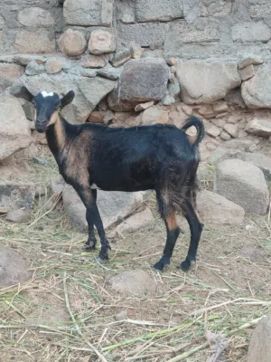 للبيع أغنام العدد 2 اقرا الوصف